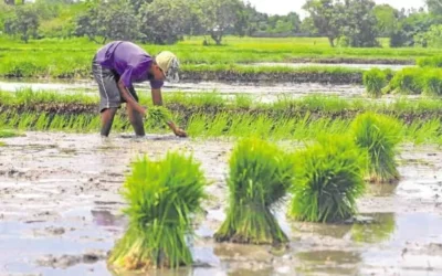 President Marcos approves adoption of hybrid rice to boost crop yield