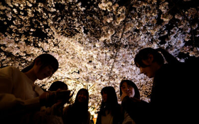 Visitors to Japan in March at post-COVID high, lured by cherry blossoms