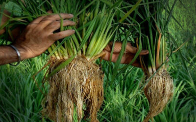 Rice intensification program eyed by DA
