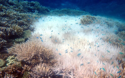 Coral bleaching hits Tubbataha due to extreme heat